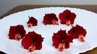 HIBISCUS FLOWER timelapse  /Naturescycle timelapse