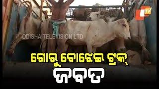 Trucks Engaged In Illegal Cattle Smuggling Detained In Balasore