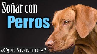 SOÑAR con PERROS  ¿Qué Significa? ¿Qué quiere decir este sueño?