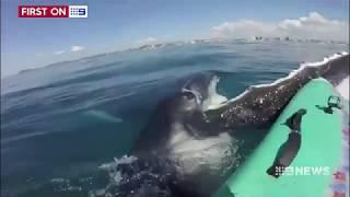 Whale encounters of the Gold Coast kind: French tourist Simon Groleau approached by humpbacks