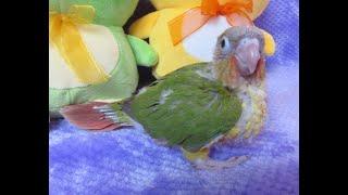 Tango and Trixie's Green Cheek Conure Babies -- Video #4