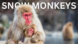 These Japanese SNOW MONKEYS Bathe in Hot Springs!  | Jigokudani Monkey Park in Yamanouchi, Japan