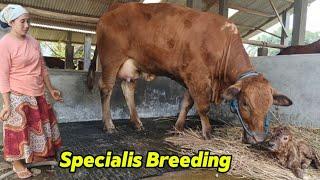 PANEN PEDET, SAPI BERANAK LAGI DI KANDANG BREEDING LEMBU FIGHTER‼️