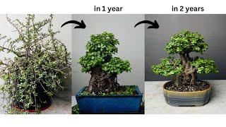 Making Thick Trunk Bonsai from Jade Plant | in 2 Years | Pruning | Repotting | Portulacaria Afra
