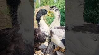 Утиная история️  #ферма_Крапивиных