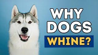 How To Stop Dog Whining