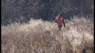 Pro Bird Dog 2 - Rose Idaho Pheasants