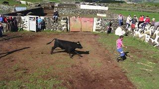 Ganadaria MR - (Dia De Ferra) - (Cattle Branding Day) - Terceira Island - Azores - 04/NOV/2023