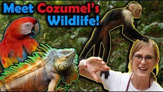 Fun Facts about Cozumel's Wildlife!