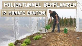 So kann man 12 Monate ernten aus dem Folientunnel! Profitipps