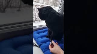 ASMR The cat's routine | АСМР кот ест, умывается