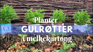 Planter gulrøtter i melkekartong