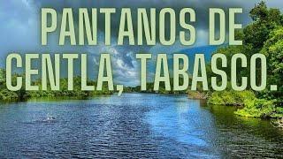 Pantanos de Centla, Tabasco, cocodrilos y mosquitos