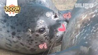 Push This Baby Seal’s Heart Nose For More Cuteness