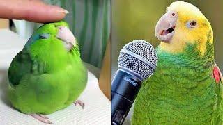 Smart And Funny Parrots Parrot Talking Videos Compilation (2024) - Cute Birds #55