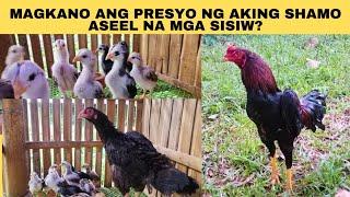 Magkano ang presyo ng aking shamo aseel na mga sisiw?