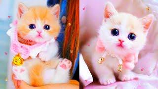 5 Minutes of Adorable Kittens | cute kittens videos compilation 2024