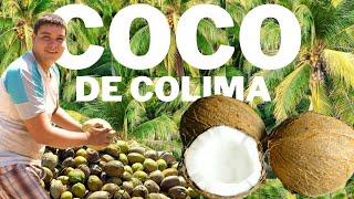 La Producción de Coco de Colima    - México