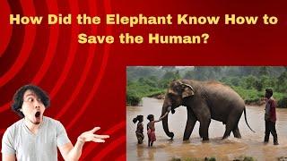 #how did the elephant know how to save the human?