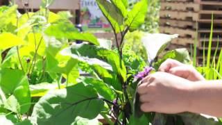 How to Prune Eggplant