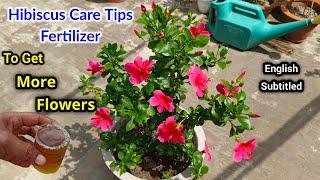 How to Grow and Care Hibiscus Plant / Hibiscus Care Tips Fertilizer / How Grow Hibiscus In Pot