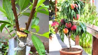 Grafting Fruit Trees | Cách Ghép Đào