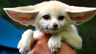 ТОП 5 лучшие видео про фенек. Смешная лиса фенек. TOP 5 funny Fennec Fox.