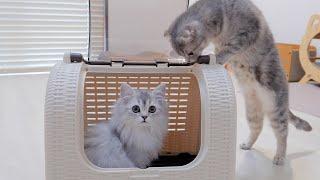 This cute kitten meows because he's nervous about going out alone for the first time...