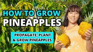 How To Grow LOTS Of Pineapples At Home - The Ultimate #pineapple  Growing Guide #garden #homegarden