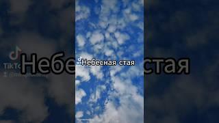 Небесная стая, песня для друга #музыка #sunoai #душевно #трогательно #сосмыслом #песня #шансон #хит