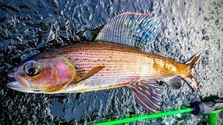 Ice Fishing Backcountry Artic Grayling