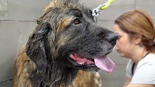 CRAZY transformation & blow-out on this beautiful Leonberger Dog