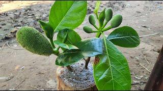 Planting Jackfruit With Aloe Vera In Banana Tree | How To Grow Jackfruit Faster and Easy