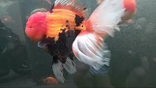 Ikan jenis mas koki jenis oranda, rancu import Thailand & lokal