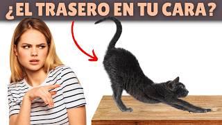 4 RAZONES por las que los gatos te ponen el TRASERO en la CARA