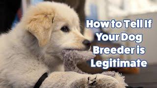 How to find out if a dog breeder is legitimate