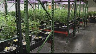 Largest medical marijuana grower in Missouri sets up shop in St. Louis County