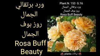 ورد برتقالي الجمال روز بوف الجمال Rosa Buff Beauty