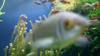 fish   Video by Roy Buri from Pixabay #shorts
