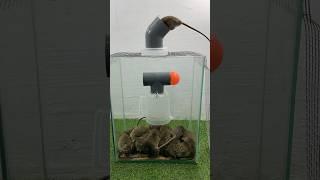 The most unique mouse trap idea // Mouse trap 2 #rat #rattrap #mousetrap #shorts