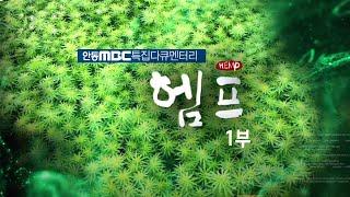 2023.12.07(목) 안동MBC 특집다큐 헴프 1부