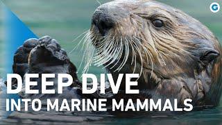 Just Marine Mammals: Oceanic Odyssey | Full Documentary