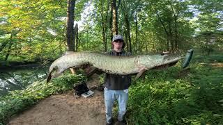 Musky fishing a small creek. (MULTIPLE FISH CAUGHT)