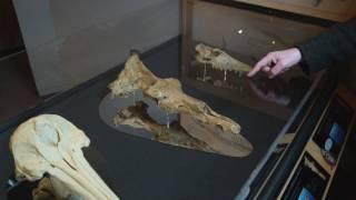 Richard Dawkins: Show me the intermediate fossils! - Nebraska Vignettes #1