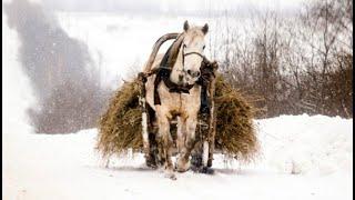 Солтікен балуанның ат шана сүйреуі