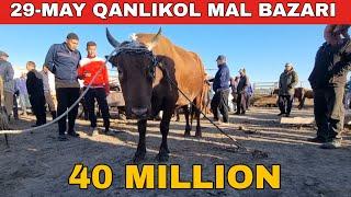 29-МАЙ/КАНЛЫКОЛ МАЛ БАЗАРЫ/СКОТНЫЙ РЫНОК/BUQALAR/BIG BULLS IN THE WORLD/BIG COW