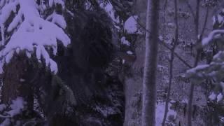 Bigfoot Sighting Near Banff National Park Alberta Canada