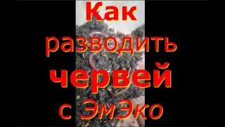 Как разводить червей. Как выращивать червей дома. Как выращивать червей на навозе