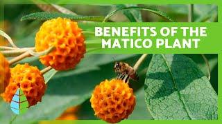 MATICO PLANT🟠 Benefits, Uses, and Side Effects