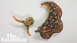 Scientists discover incredible self-decapitating sea slug